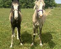 palomino-palomino-pony-colt-mare