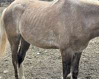 red-roan-palomino-pony-colt-mare