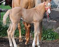 sorrel-blaze-4-socks-horse