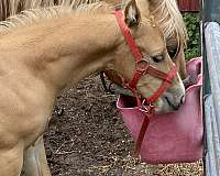 breeding-quarter-horse