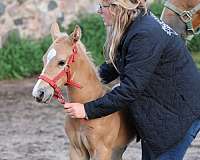 bay-roan-breeding-project-horse
