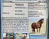 performance-quarter-horse