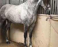 andalusian-horse-for-sale