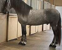 andalusian-stallion