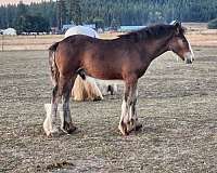 lpw20-horse