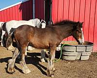 bay-lpw20-horse