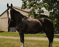pinto-white-jumper-horse