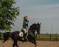 pinto-white-jumping-horse