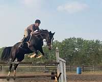 pinto-white-ridden-english-horse