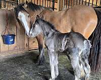 black-ghra-gvhs-horse