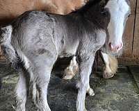 ghra-gvhs-miniature-filly