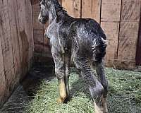 ghra-gvhs-miniature-horse