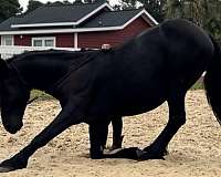 bull-friesian-horse