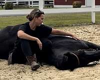 friesian-gelding