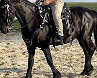 dances-friesian-horse
