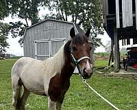 paint-pony-gelding
