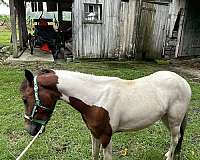 paint-pony-for-sale