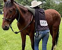 bay-snip-on-nose-socks-hind-feet-horse