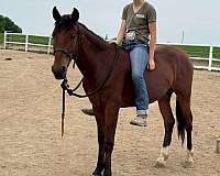 snip-on-nose-socks-hind-feet-horse