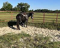 black-white-horse