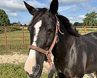 trail-riding-western-riding-quarter-horse