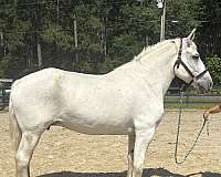 grey-mare-for-sale