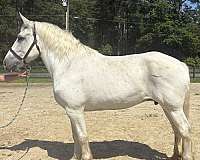 grey-percheron-mare