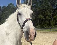 16-hand-percheron-mare