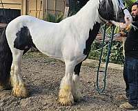 blackwhite-horse