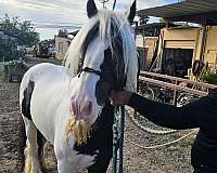 piebald-blackwhite-horse