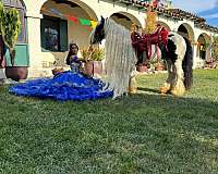 all-around-gypsy-vanner-horse
