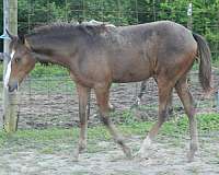 bay-roan-over-body-horse