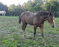 weanling-filly-appaloosa-horse