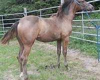 winners-appaloosa-horse