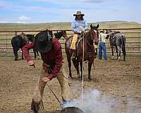 beginner-quarter-horse