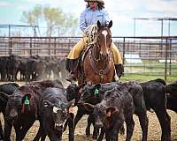 athletic-quarter-horse