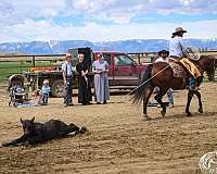calf-roping-quarter-horse