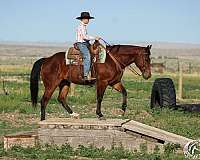 flashy-quarter-horse