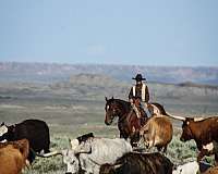 husband-safe-quarter-horse