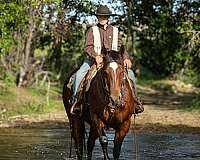 kid-safe-quarter-horse