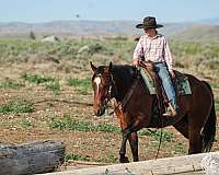 performance-quarter-horse