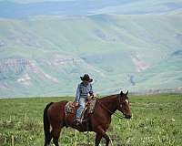 ranch-quarter-horse