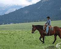 ranch-versatility-quarter-horse