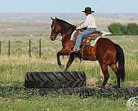 ranch-work-quarter-horse