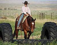 roping-quarter-horse