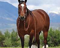 trail-riding-quarter-horse