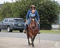 show-quarter-horse