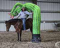 trail-quarter-horse