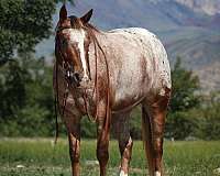 beginner-appaloosa-horse
