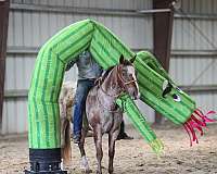 athletic-appaloosa-horse